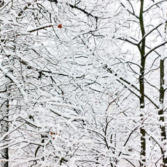 Trees in snow