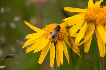 Arnica montana