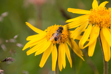 Arnica montana