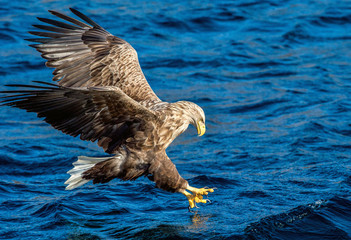 White-tailed eagle is fishing. Blue Ocean Background. Scientific name: Haliaeetus albicilla, also known as the ern, erne, gray eagle, Eurasian sea eagle and white-tailed sea-eagle.