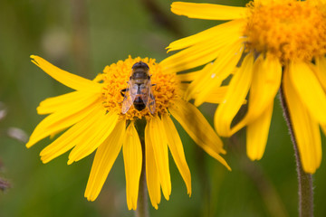 Arnica montana