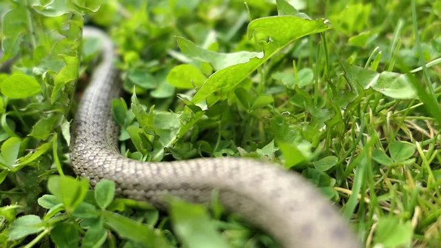 Wild Snake Coronella Austriaca Attacks the Camera Slow Motion