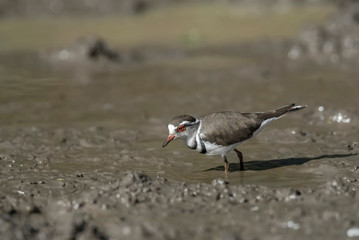  Three banded plover,in swamp environment, South Africa