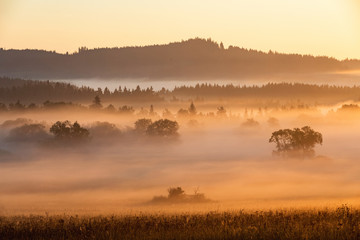 Morning mists in the Bohemian Forest, fogs lit by morning sun tinted orange. Summer landscape in fog, Sumava, Czech Republic