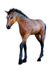 Obraz premium 3D Rendering Horse Foal on White