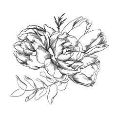 Black and white vector line sketch illustration, bouquet of tulip and peony.