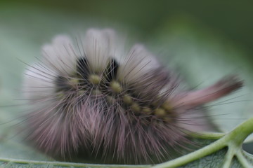 caterpillar