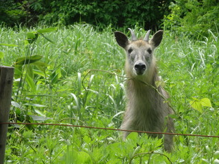 二ホンカモシカ