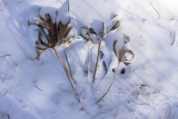 snow and dead vegetation