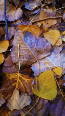 Fallen yellow leaves on the ground