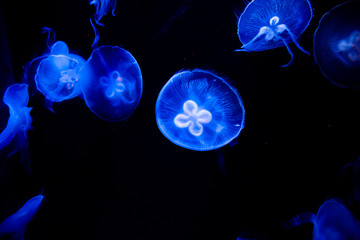 Blue glowing jellyfish swam in the sea.