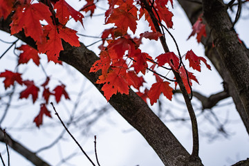 red maple tree in autumn