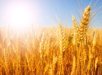 golden Wheat closeup