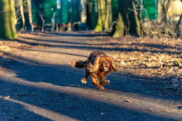 Cavalier King Charles Spaniel dog is having fun in the forest