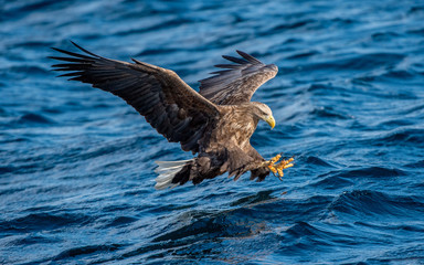 White-tailed eagle is fishing. Blue Ocean Background. Scientific name: Haliaeetus albicilla, also known as the ern, erne, gray eagle, Eurasian sea eagle and white-tailed sea-eagle.