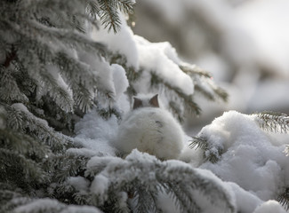 white rabbit and spruce snow branches