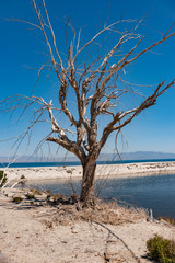 dead tree on the banks of the salton sea in southern California