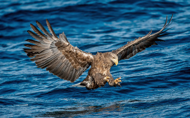 White-tailed eagle is fishing. Blue Ocean Background. Scientific name: Haliaeetus albicilla, also known as the ern, erne, gray eagle, Eurasian sea eagle and white-tailed sea-eagle.