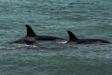 Killer whales hunting sea lions, Peninsula Valdes, Patagonia, Argentina