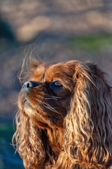 Cavalier King Charles Spaniel dog is having fun in the forest