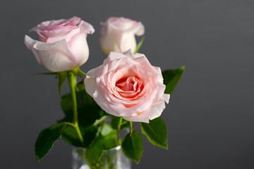 Three roses in a glass vase on a grey background. - Valentine's day and March 8 concept of women's mother's Day.
