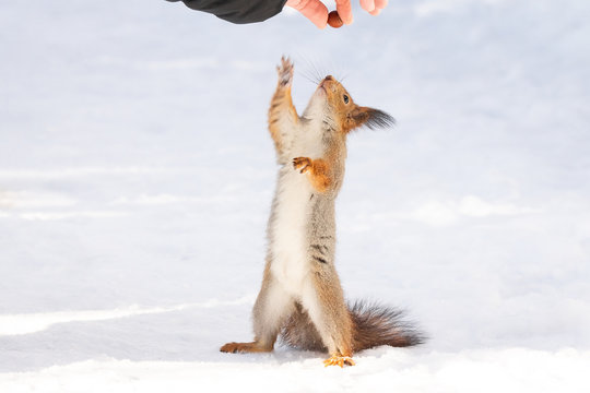 Squirrel reaching for the nut
