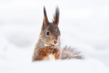 Foto op Plexiglas eekhoorn sneeuw winter © alexbush