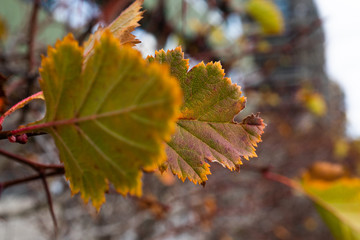 autumn leaves on tree