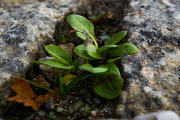 young plant in soil