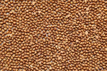Buckwheat. Texture background of cereals. Healthy fitness nutrition concept.