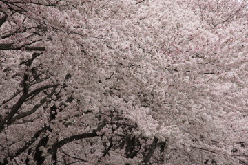 満開の桜
