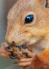 Squirrel eating in the park