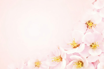 Naklejka na ściany i meble Spring blossom/springtime pink bloom, bokeh flower background, pastel and soft floral card, toned 