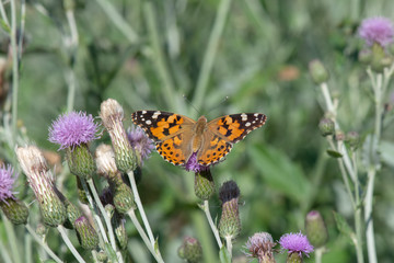 Nymphalidae / Diken Kelebeği / / Vanessa cardui