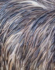 Ostrich feathers as an abstract background
