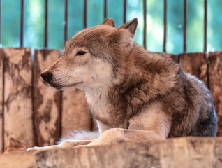 Portrait of a wolf at the zoo