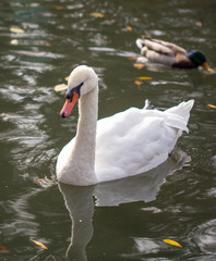 White swan swims in a pond in autumn