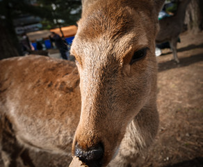 Fototapeta premium nara deer