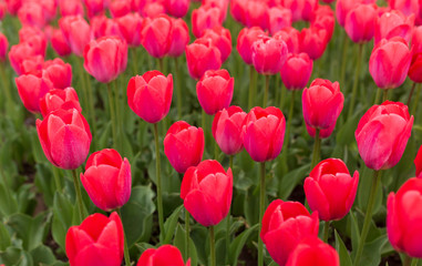 Fototapeta premium Pink tulips in the park as background
