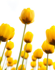 Fototapeta premium Yellow tulips in the park as background