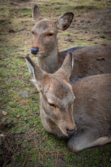 nara deer