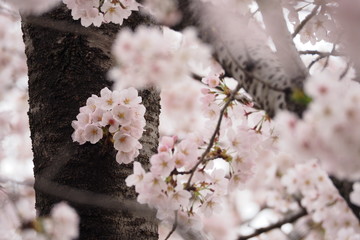 満開の桜