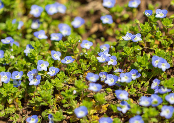 Little blue flowers on the grass in nature