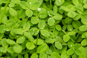 Green clover leaves on the nature as background