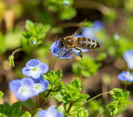 Bee on small blue flowers on the grass
