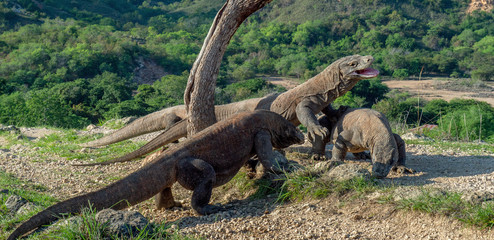 Komodo dragons. The Komodo dragon raised the head and open a mouth. Biggest living lizard in the world. Scientific name: Varanus komodoensis. Natural habitat, Island Rinca. Indonesia.