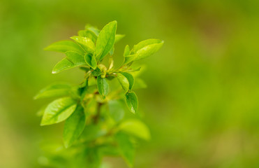 Young green leaves on a tree in spring