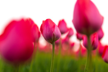 Pink tulips in the park as background