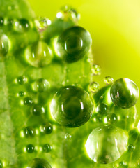 Water drops on a green leaf of strawberry