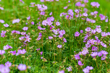 Fototapeta premium Beautiful purple flowers in nature